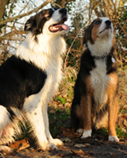 Dog behaviour......... Step 3 One to one consultation