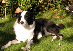 Pet taxi & other services
