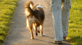 Dog walking